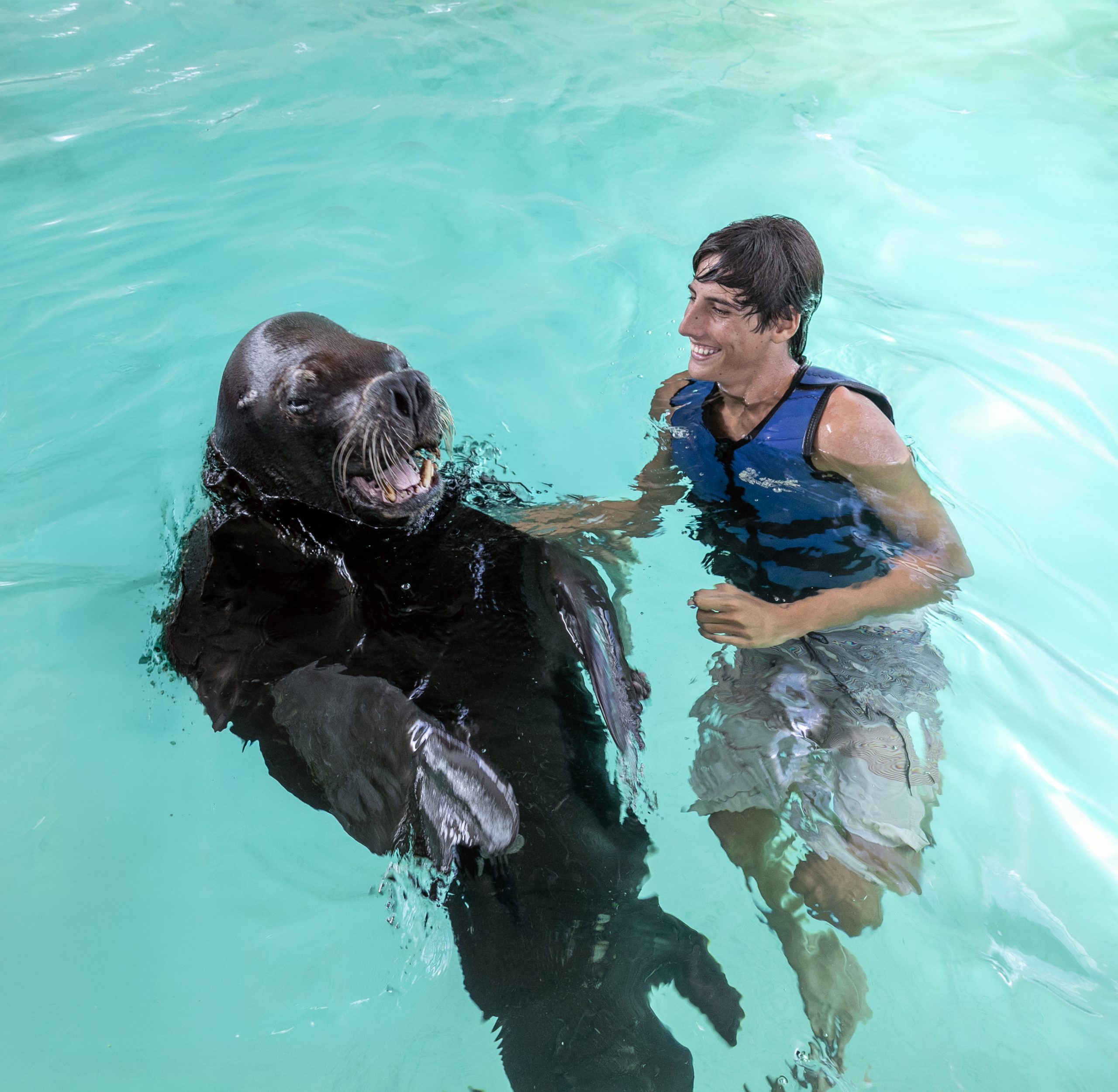 Person in a life vest in a pool with a large seal, both appearing playful.