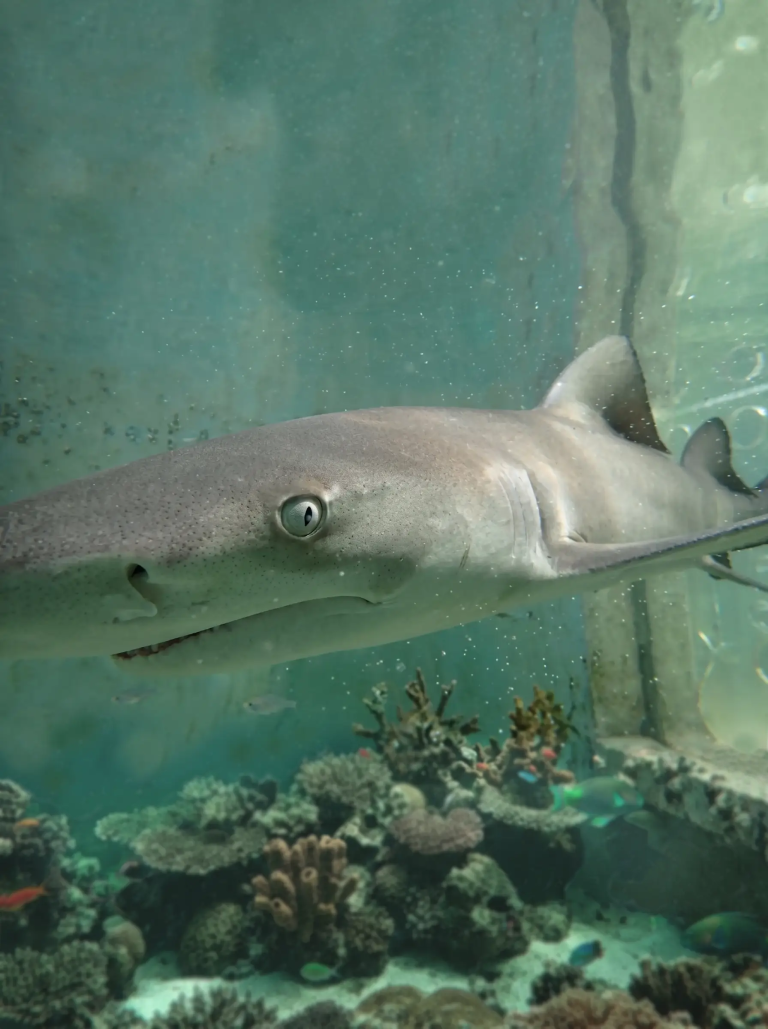 Close-up of a shark swimming over coral reef in an aquarium.