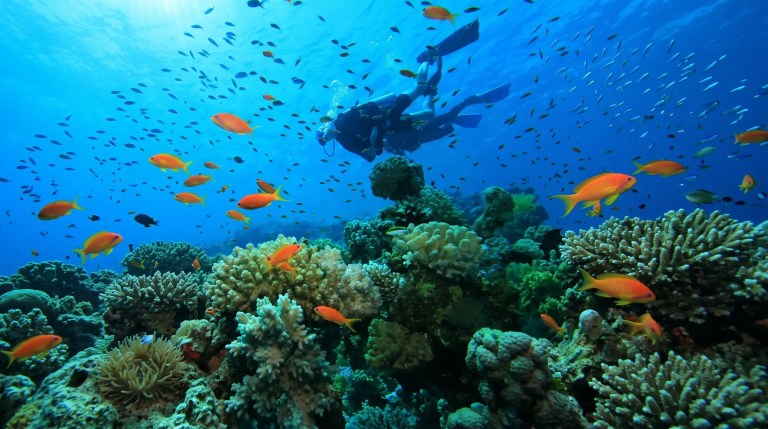 Scuba diver swims above coral reef with orange fish in clear blue water.