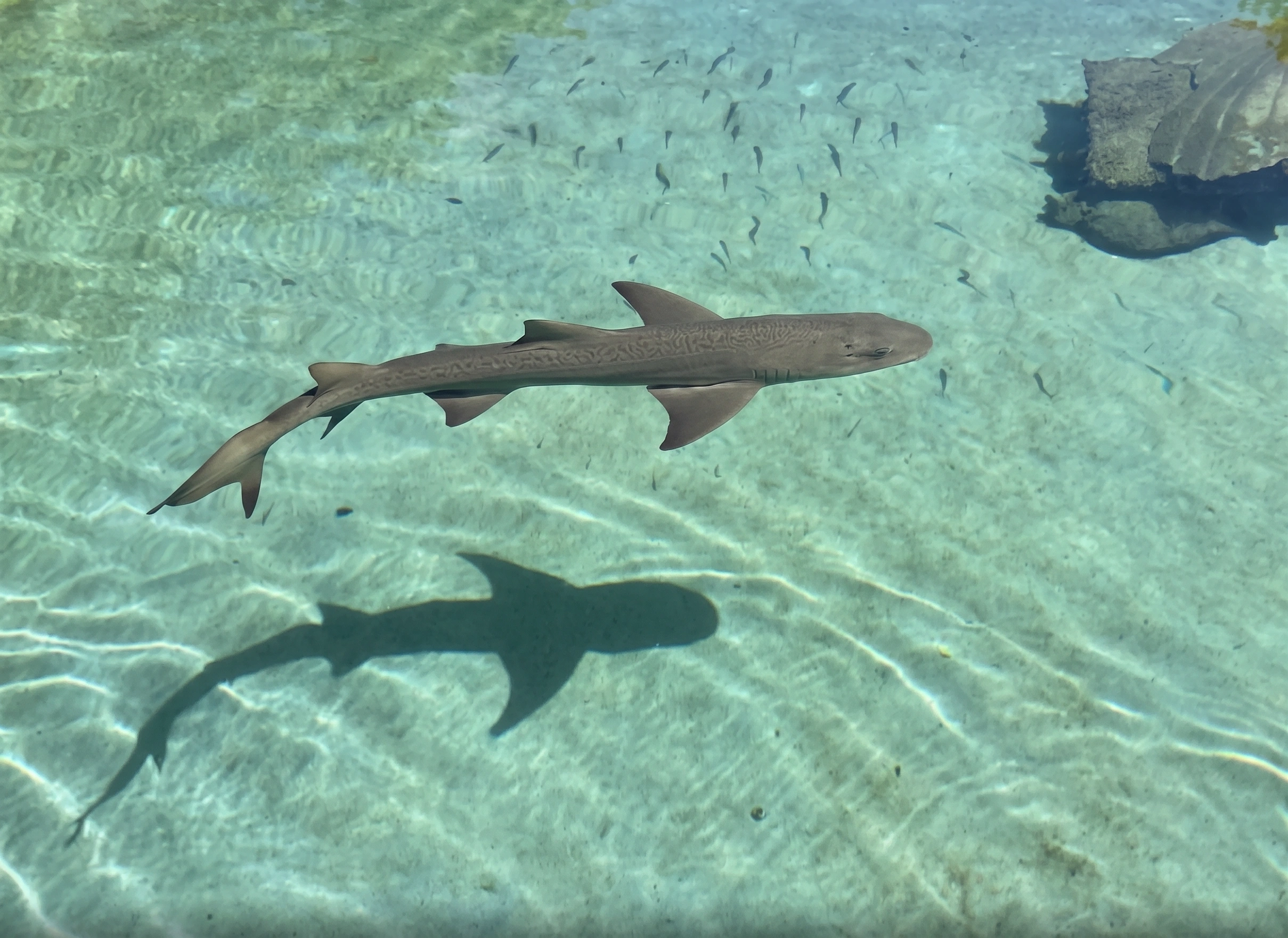 Shark swimming in clear water with visible shadow on sandy bottom.