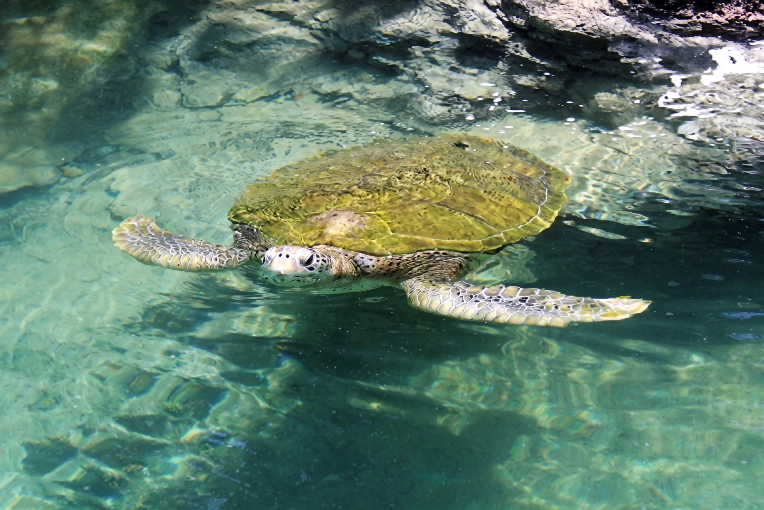 Green sea turtle swimming underwater near a rocky surface.