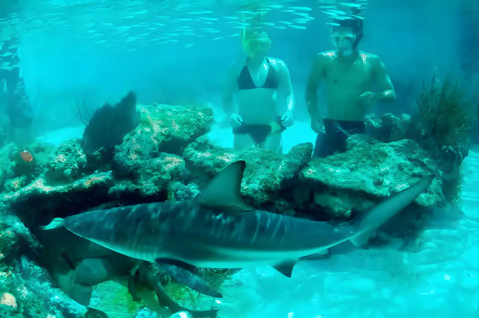 Two people snorkeling near a shark and coral in clear blue water.