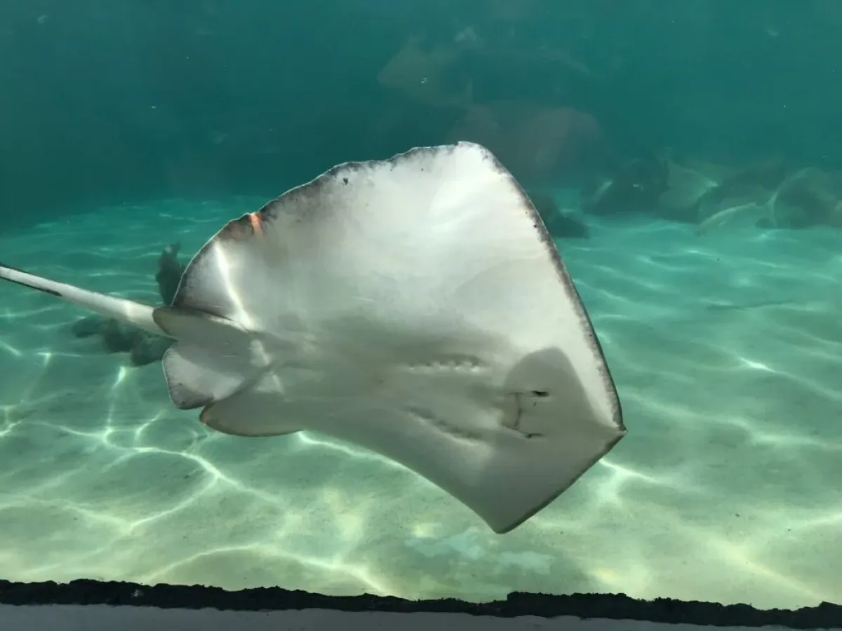 a fish swimming under water