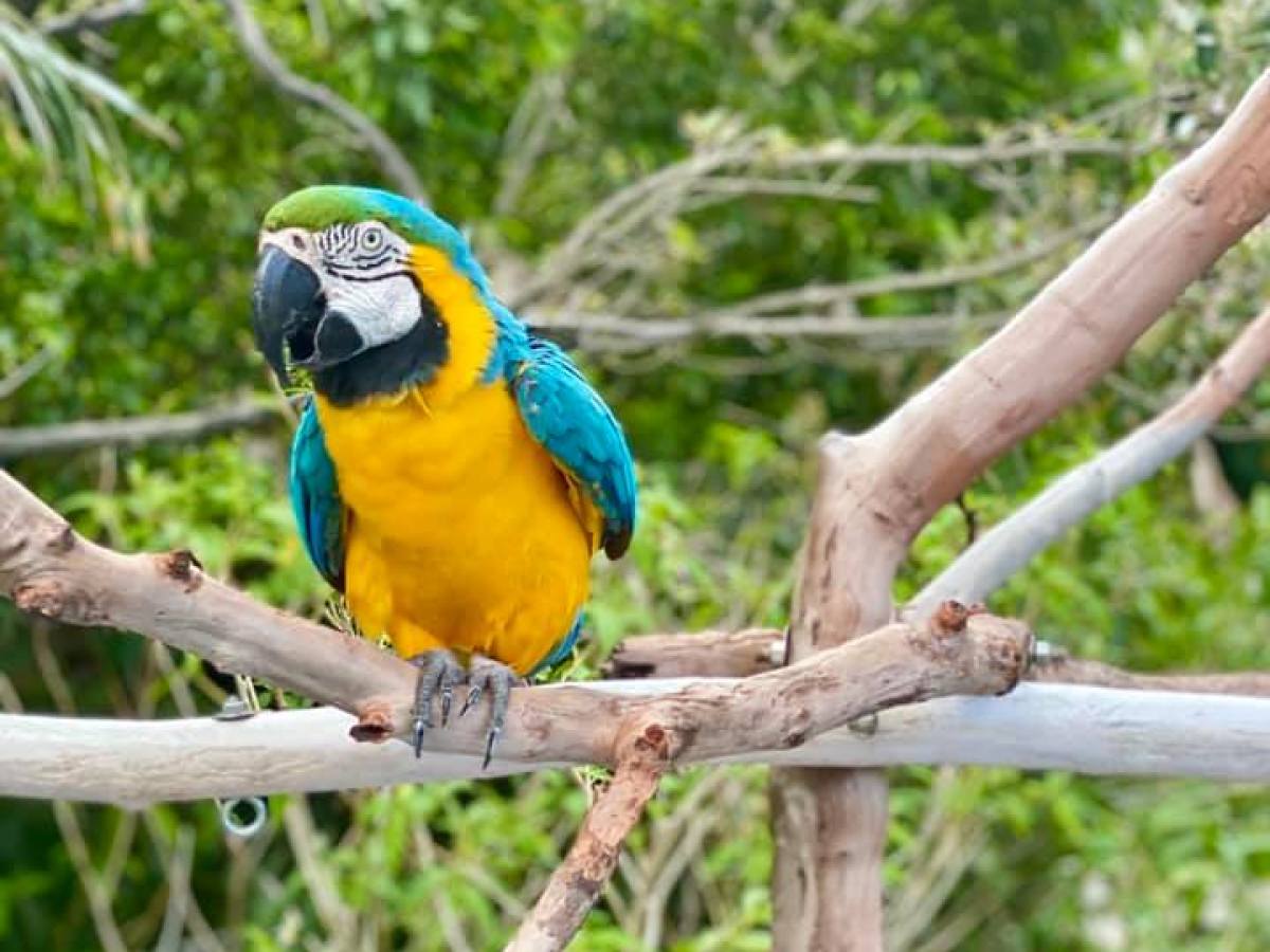 a colorful bird perched on a tree branch