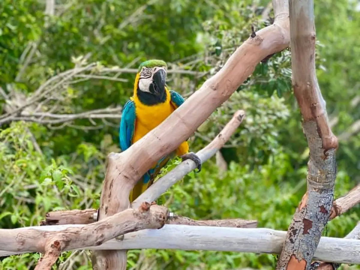 a bird sitting on a tree branch