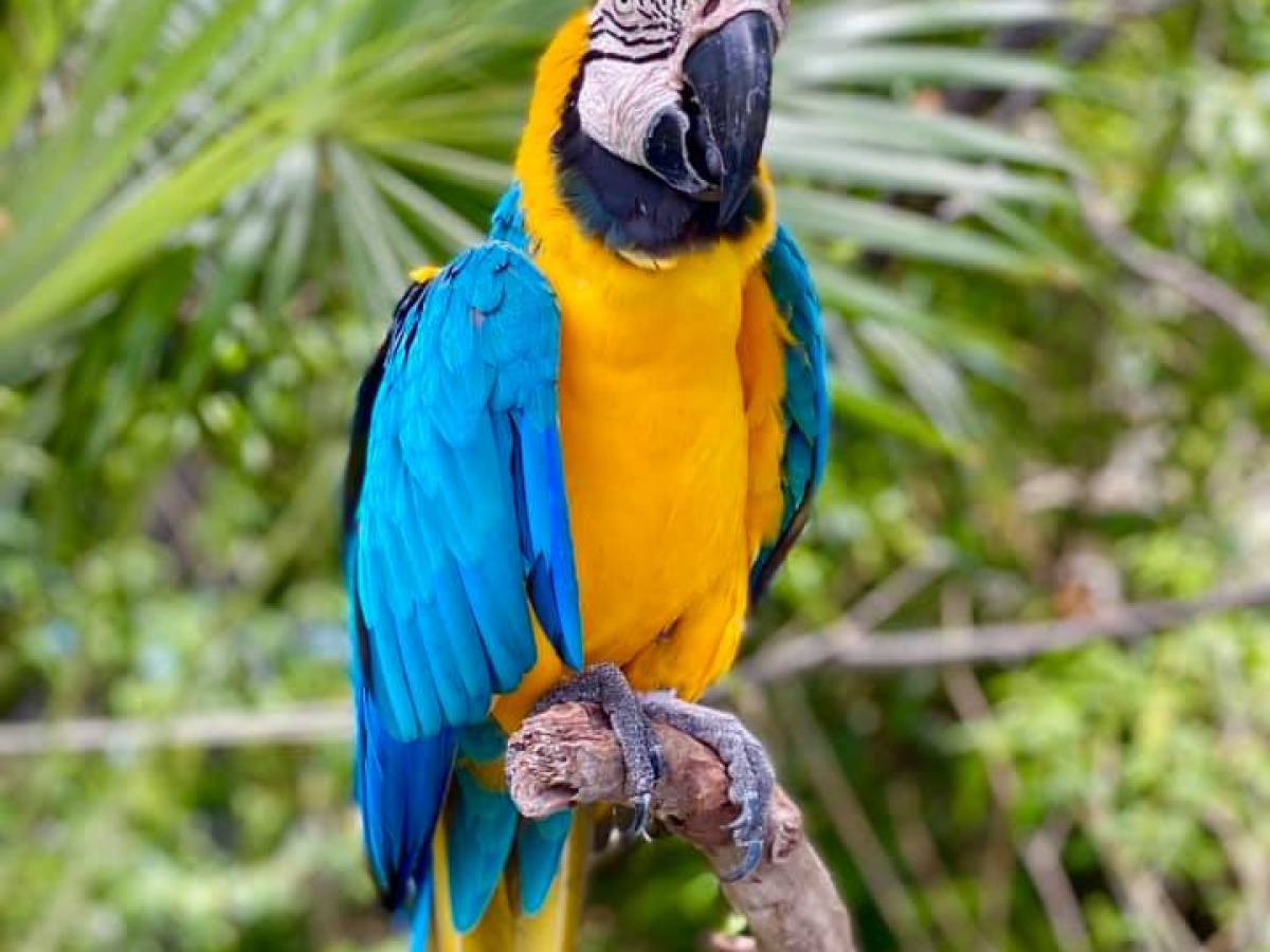 a colorful bird perched on a tree branch