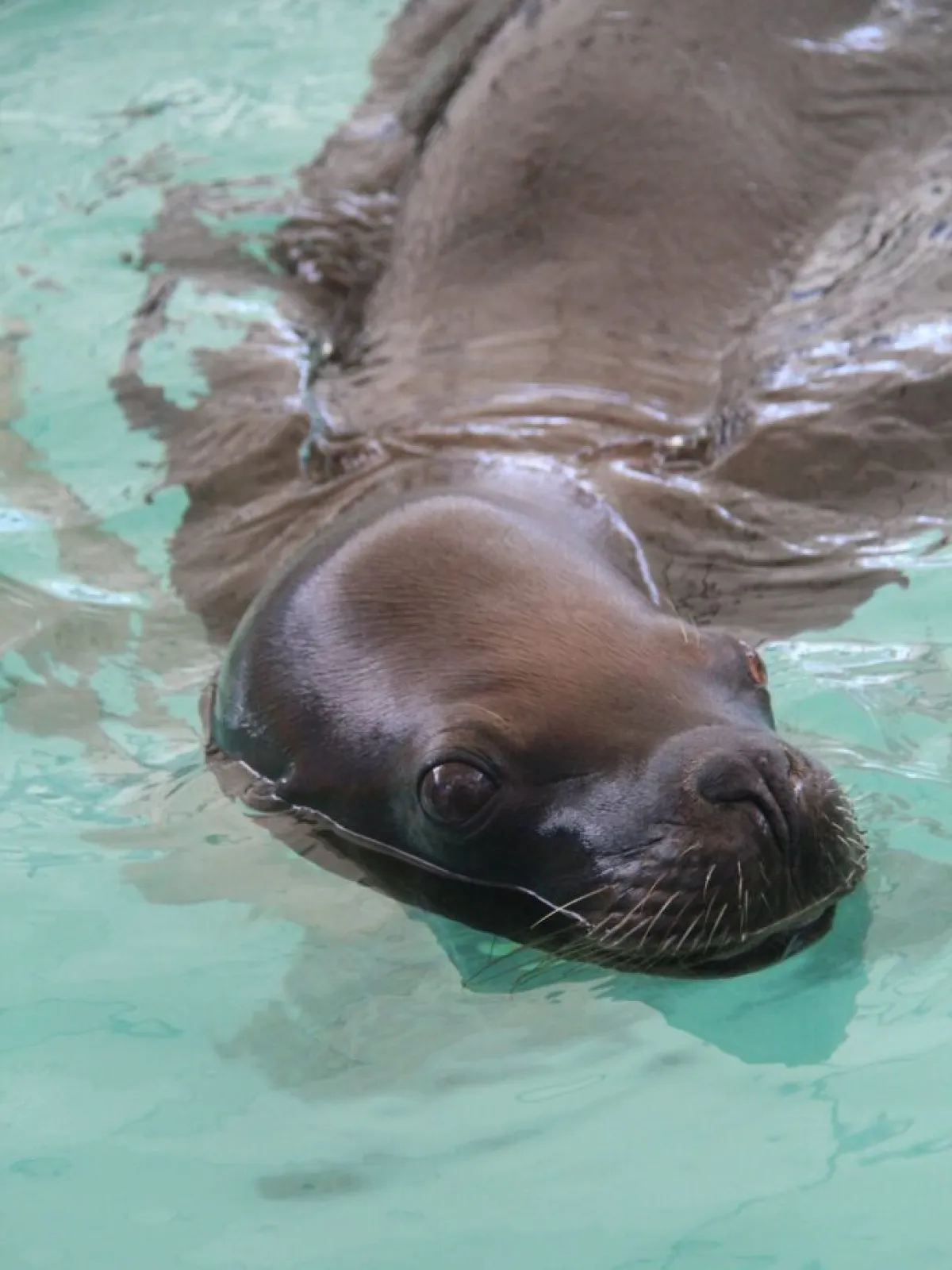 a dog swimming in a pool of water