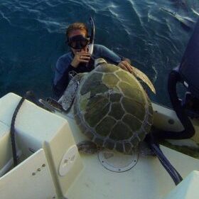 a turtle swimming under water