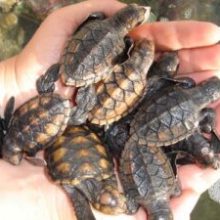 a person holding a turtle