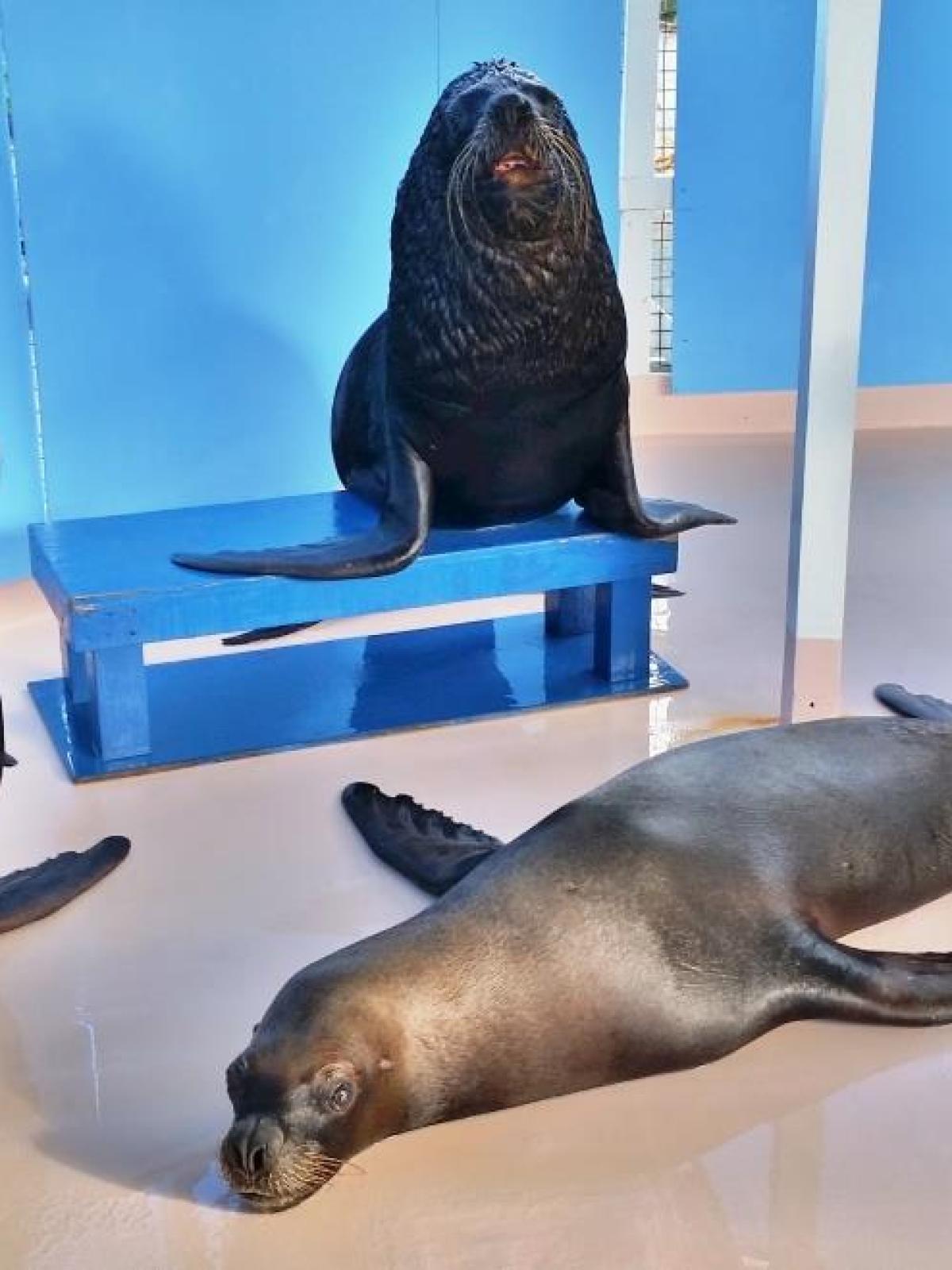 a close up of a seal
