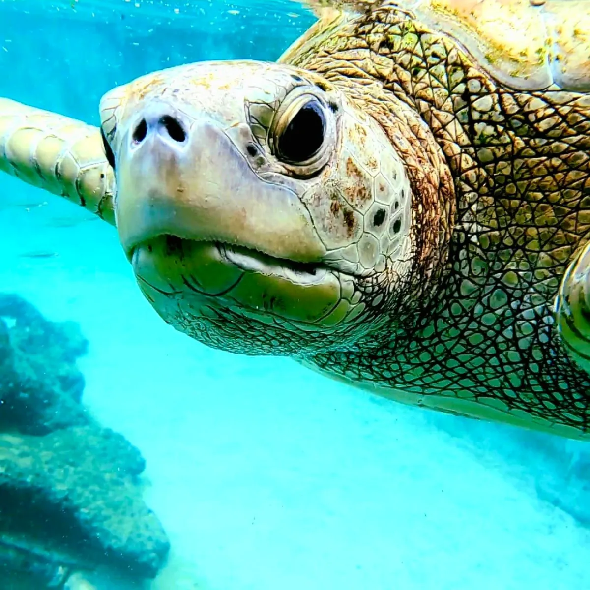 an animal swimming in the water