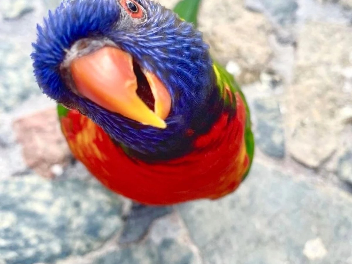 a colorful bird perched on top of a parrot