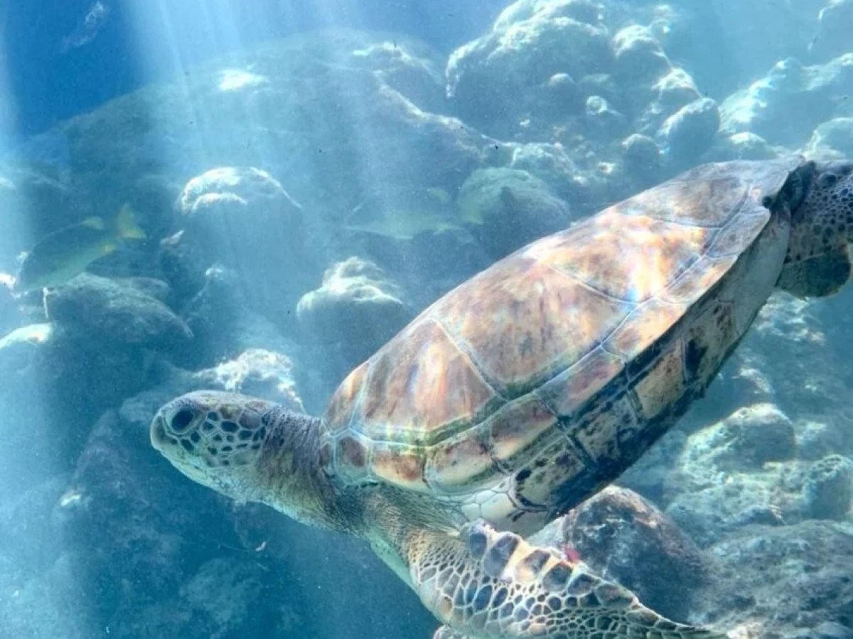 a turtle swimming under water