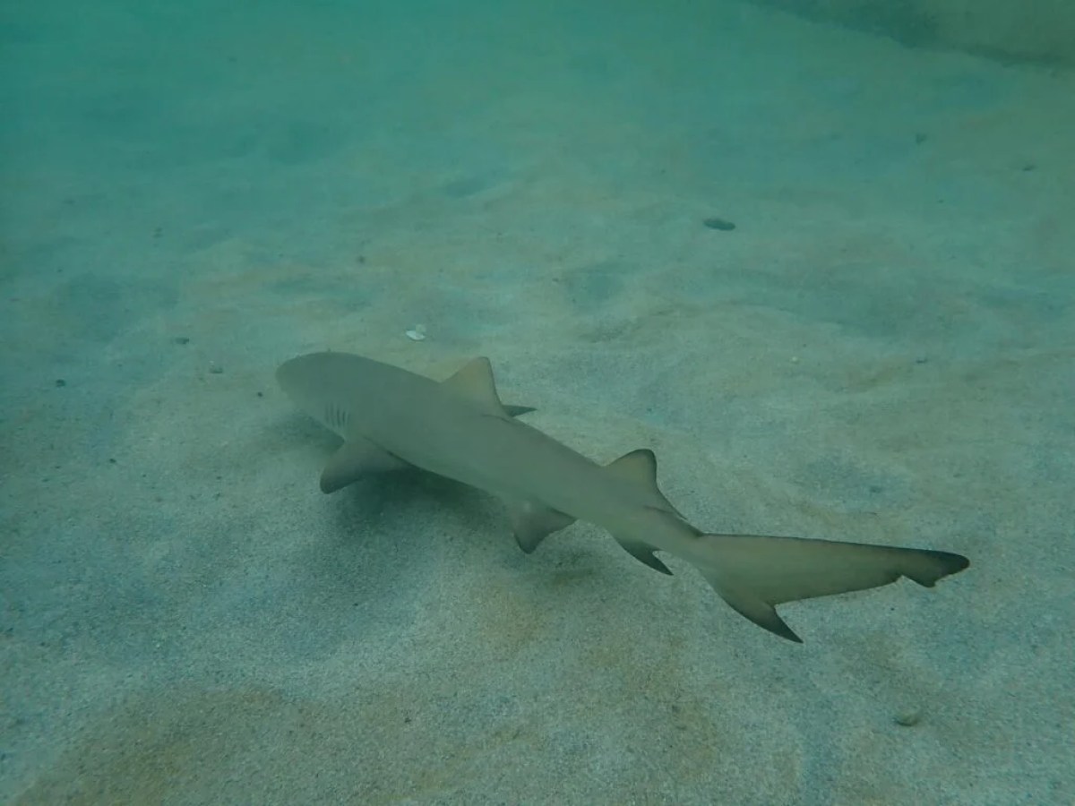 a shark in the water