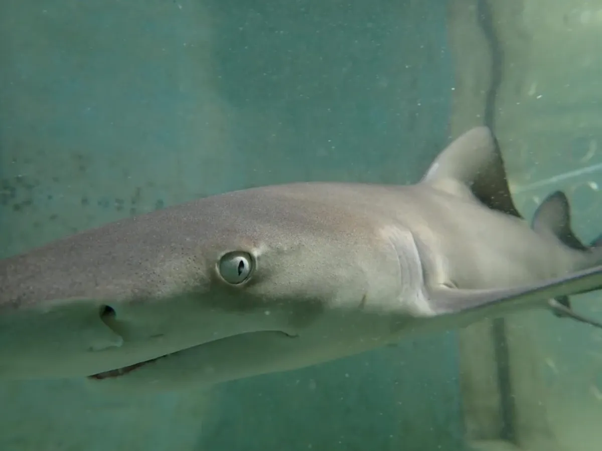 a fish swimming under water