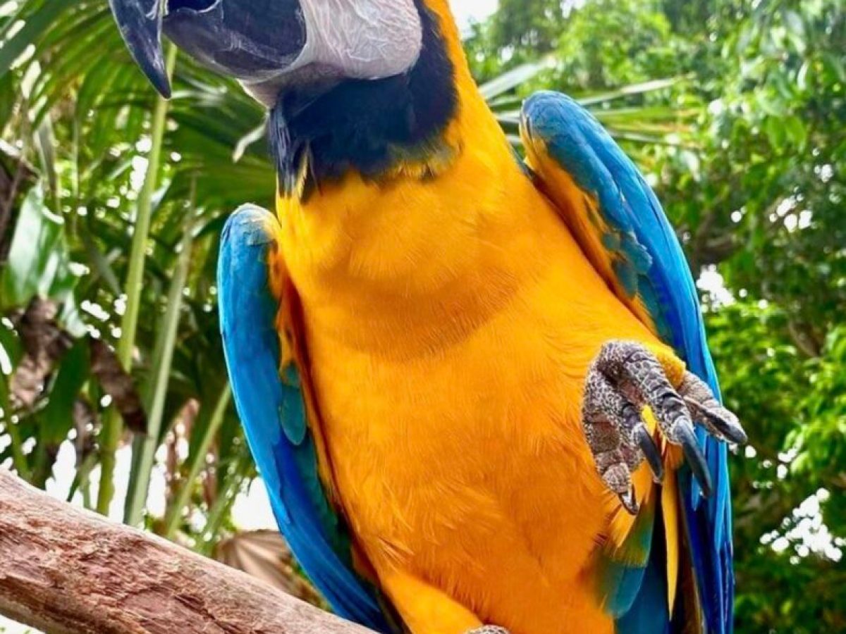 a colorful bird perched on a tree branch
