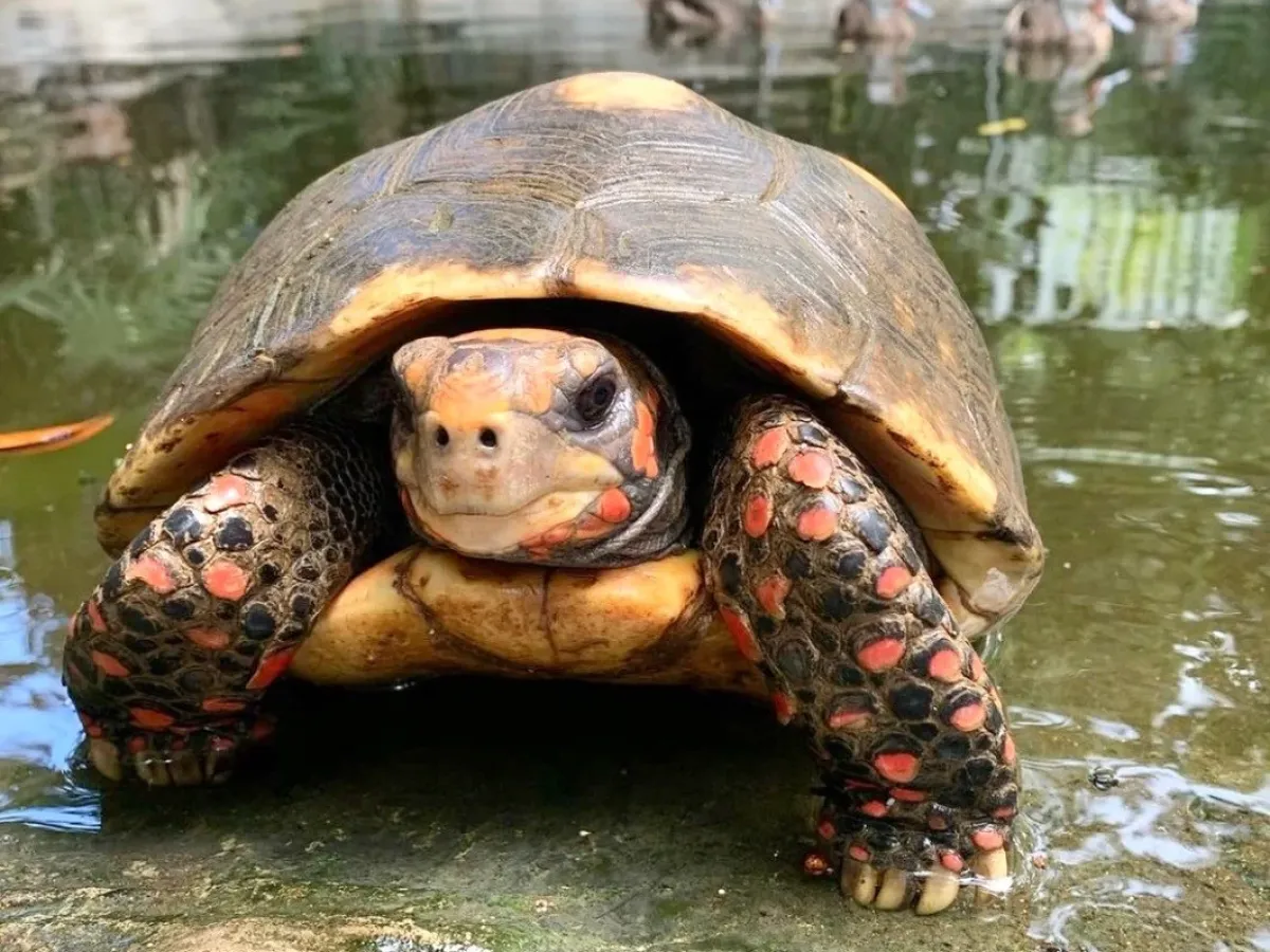 a turtle swimming under water