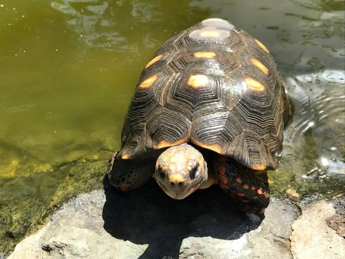 a turtle swimming under water