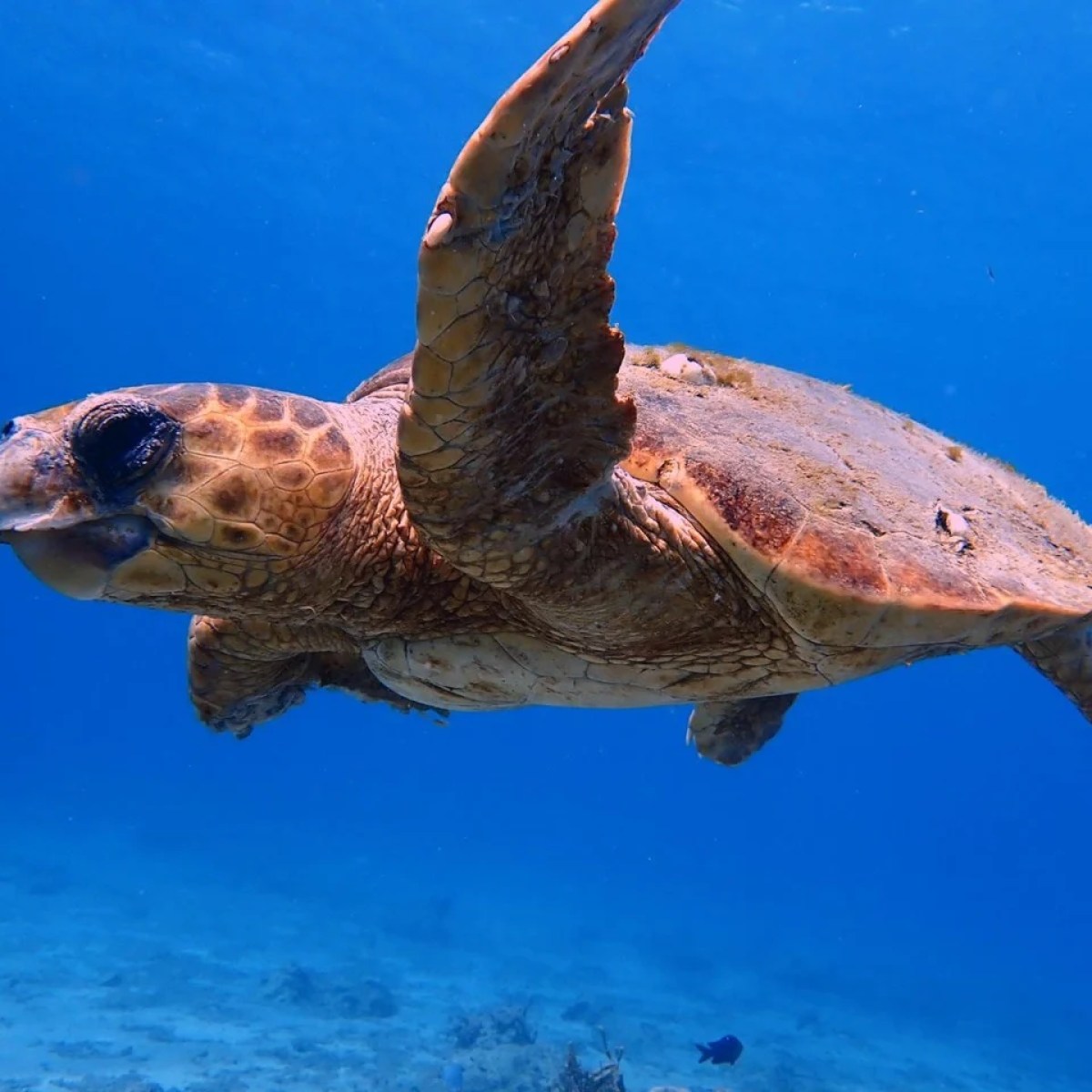 a turtle swimming under water