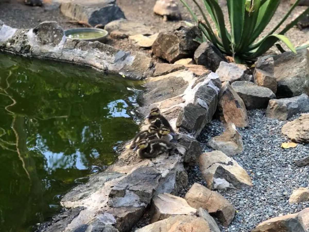 a close up of a rock