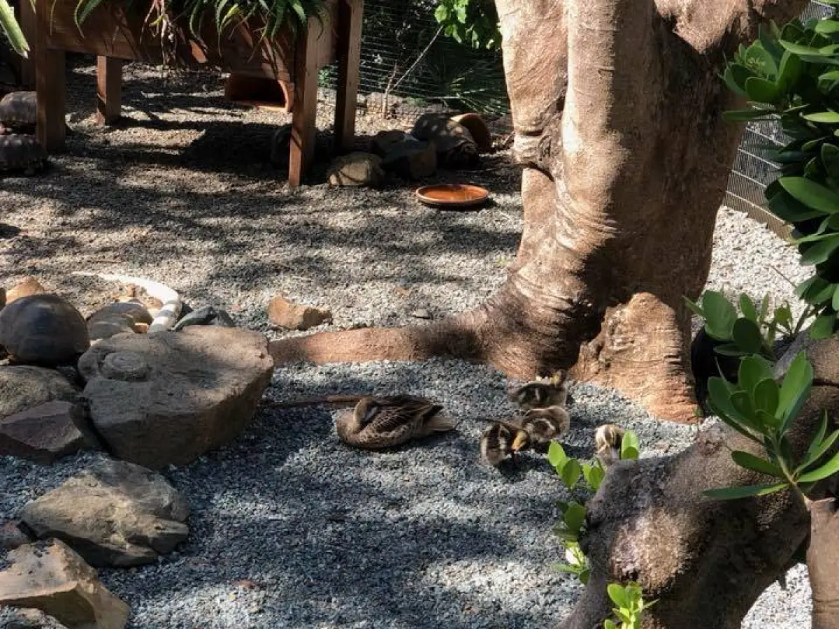 a cat eating from a tree