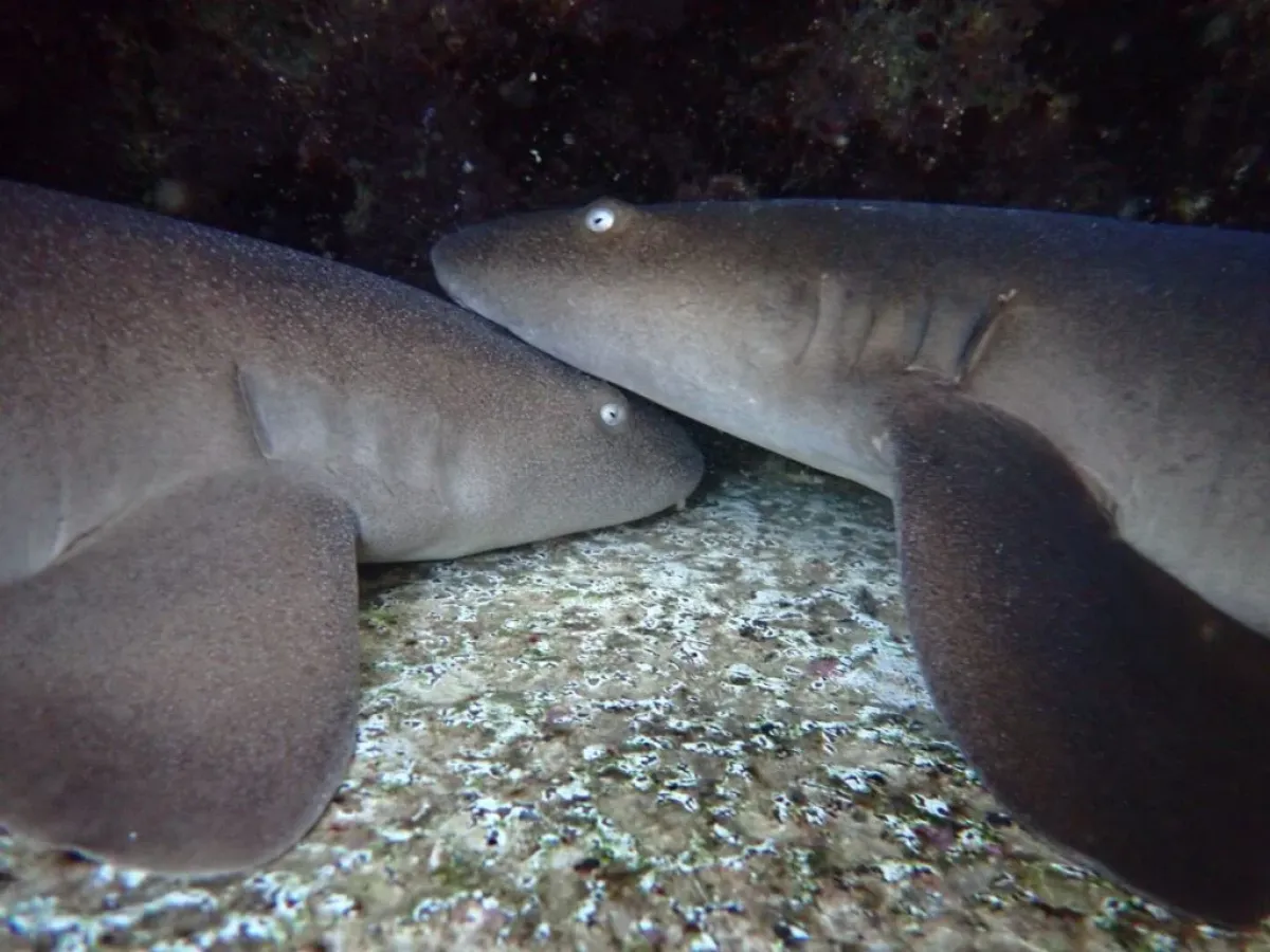 a close up of a fish