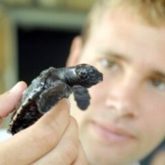 a close up of a person holding a turtle