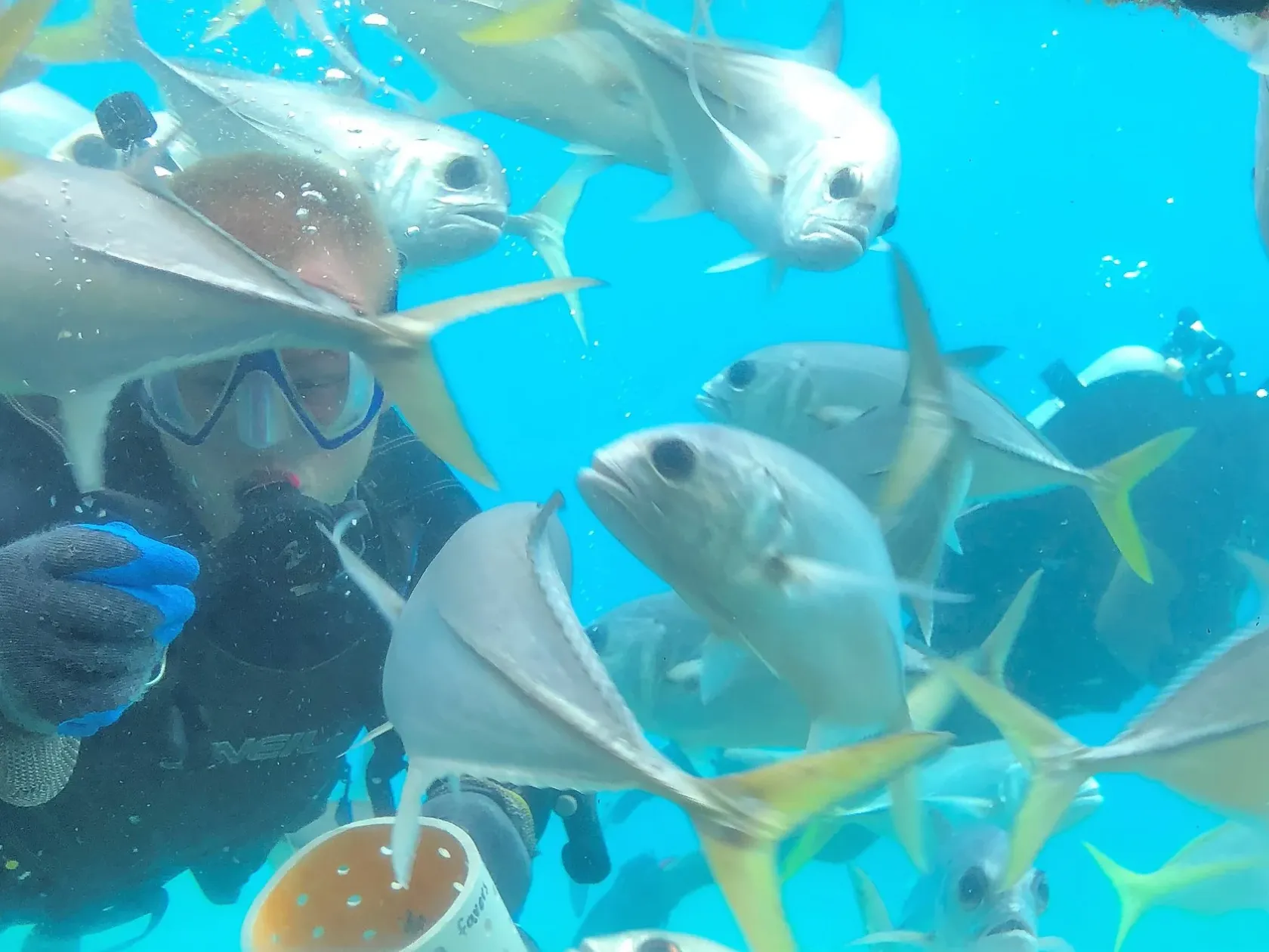 a bird swimming in water