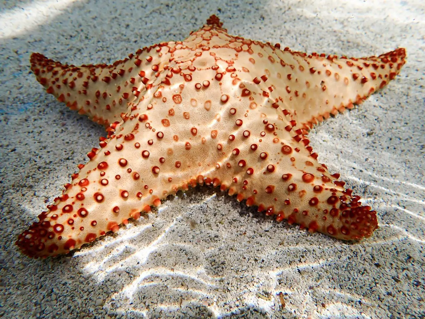 a starfish on a bed