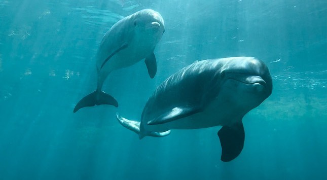 About our Bottlenose Dolphins | Coral World Ocean Park