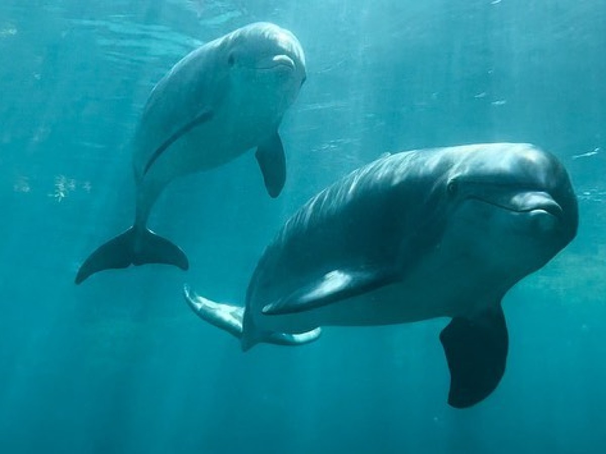 a fish swimming under water