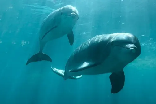 a fish swimming under water