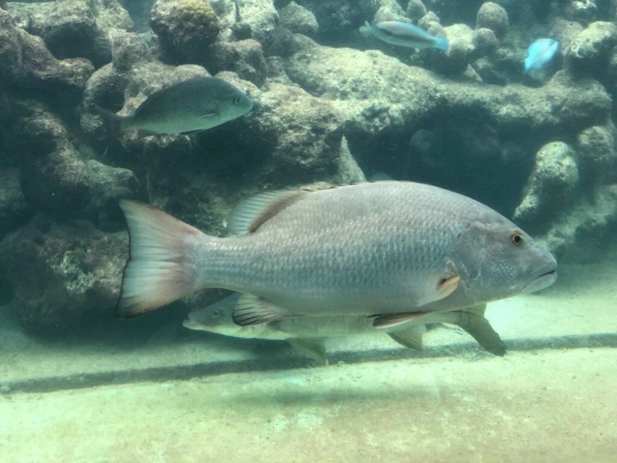 a fish swimming under water
