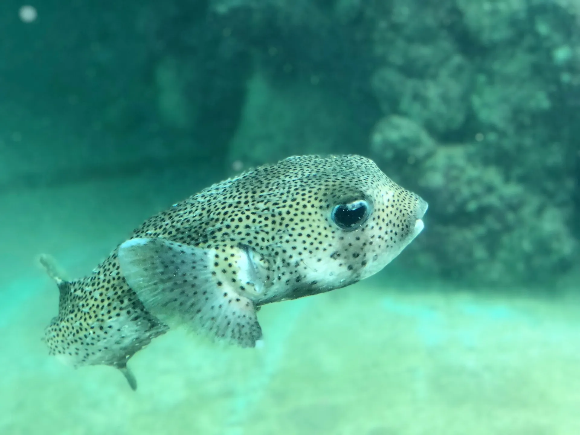 a fish swimming under water