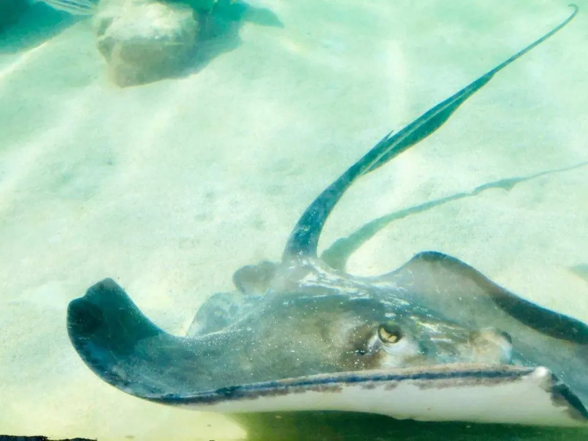 a fish swimming under water