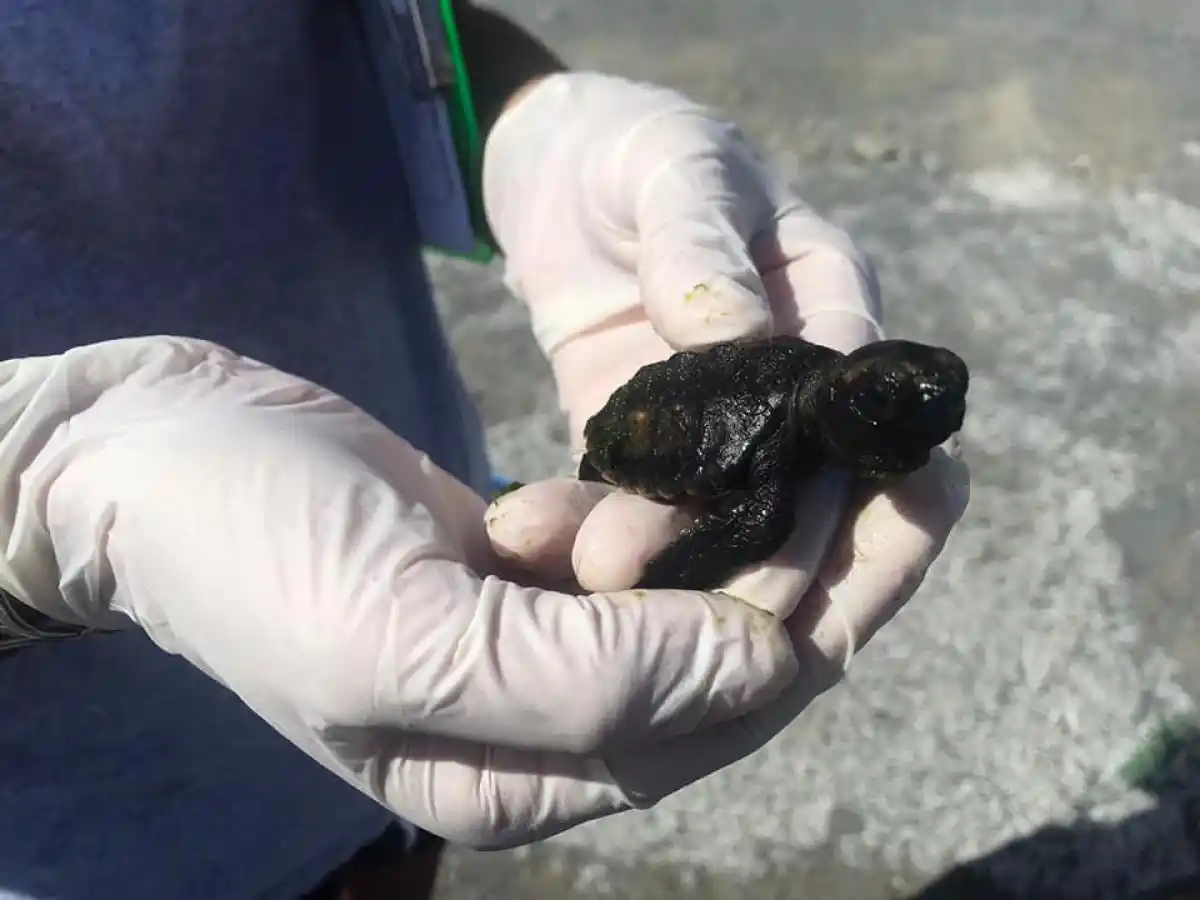 a hand holding a frog