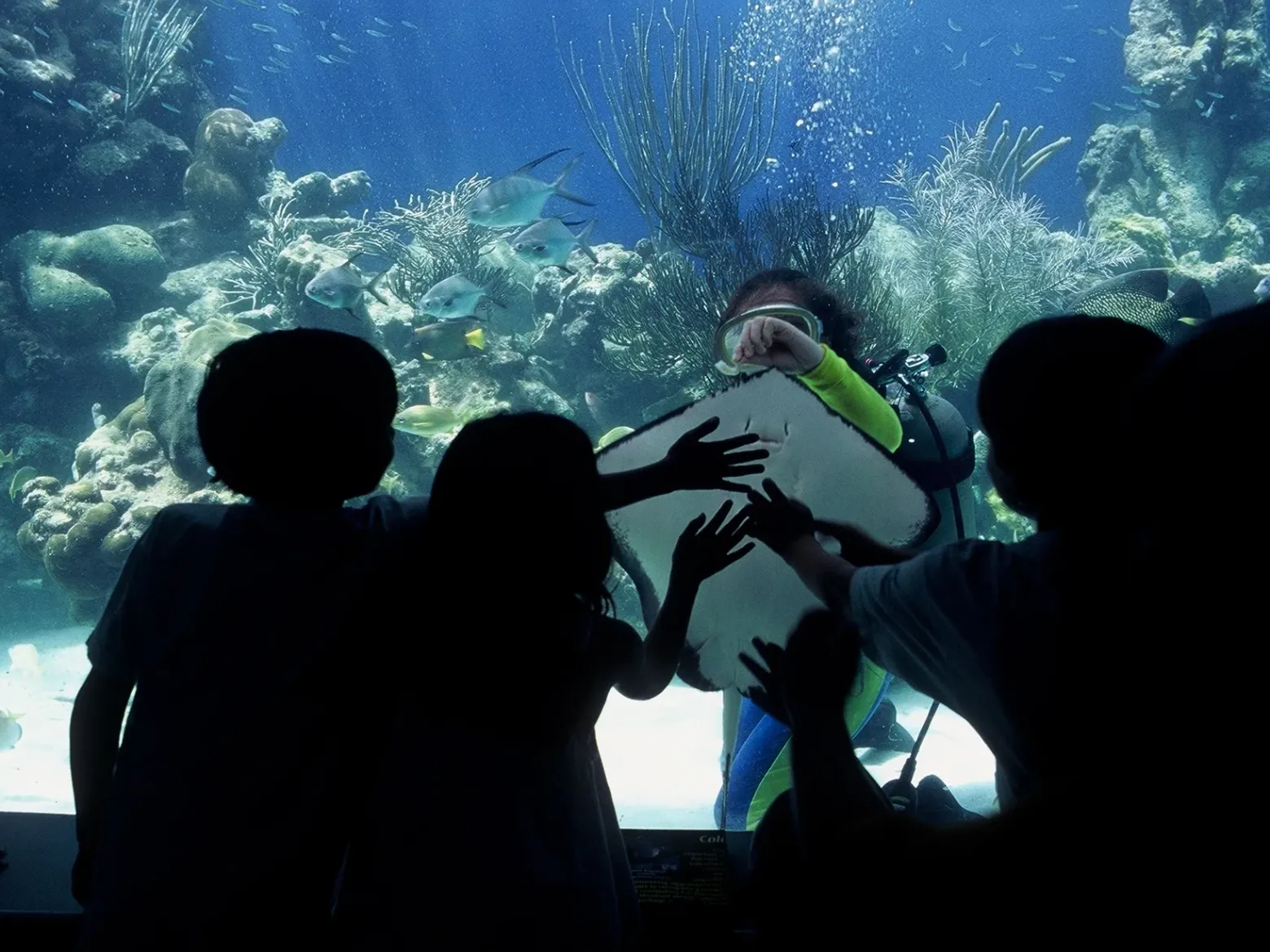 a group of people swimming in the water