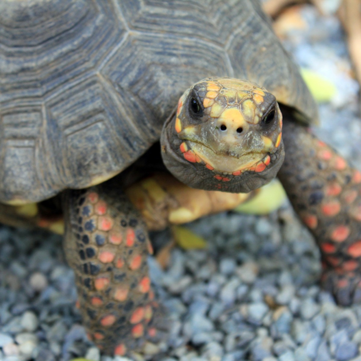 a close up of a turtle