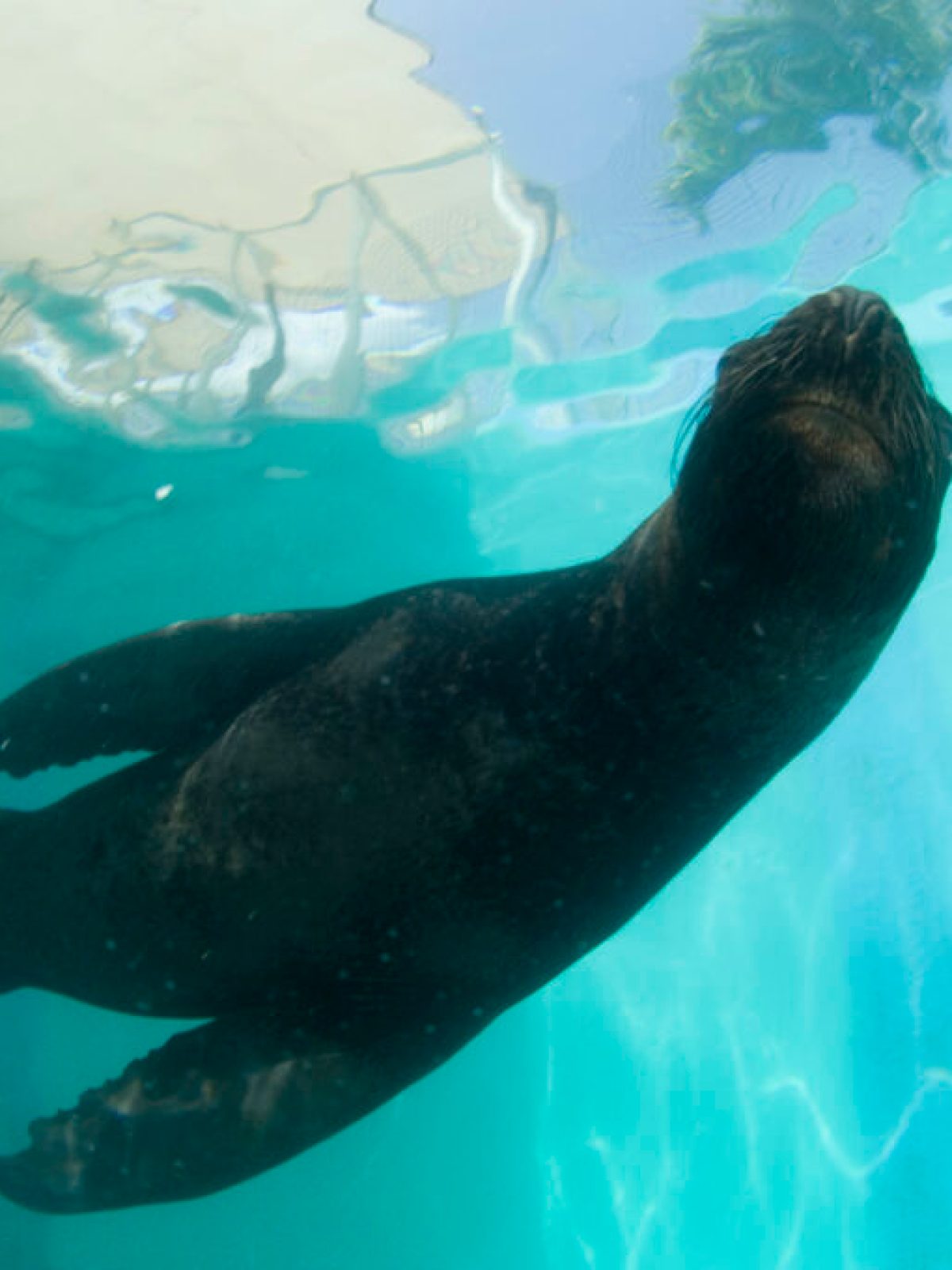 a polar bear swimming in a pool of water