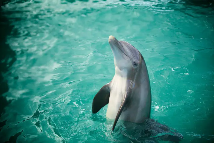 a dolphin swimming in a pool of water