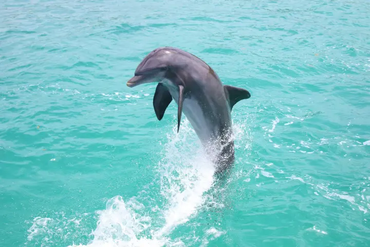 a dolphin jumping out of the water