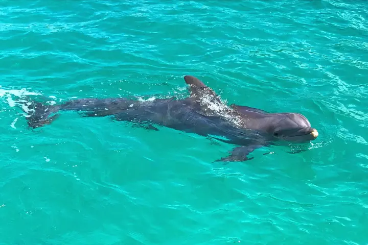 an animal swimming in the water