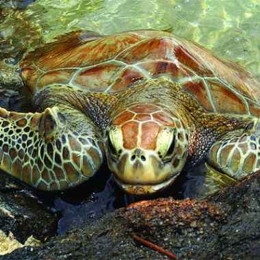 a turtle swimming under water