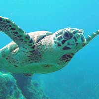a turtle swimming under water