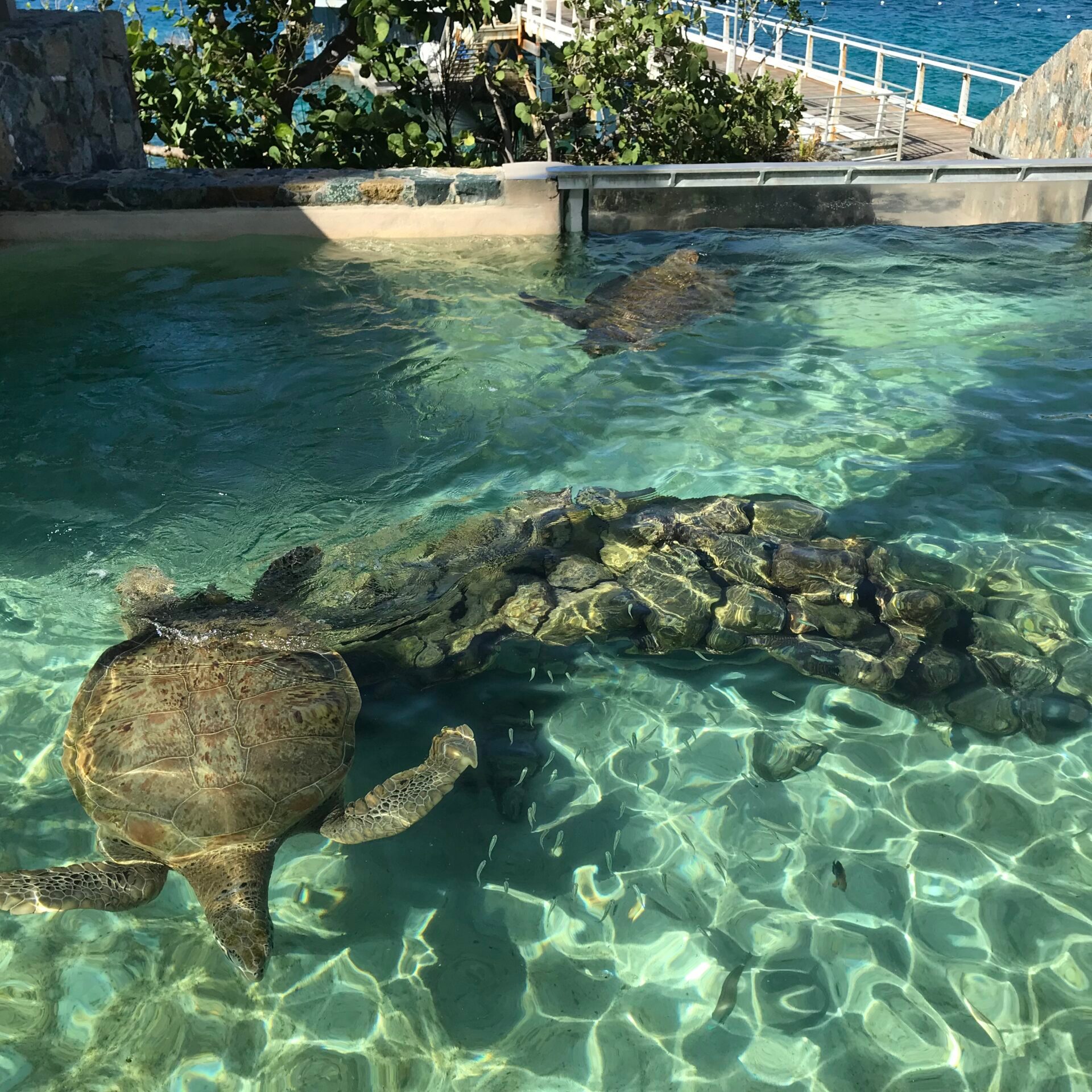 a turtle swimming under water