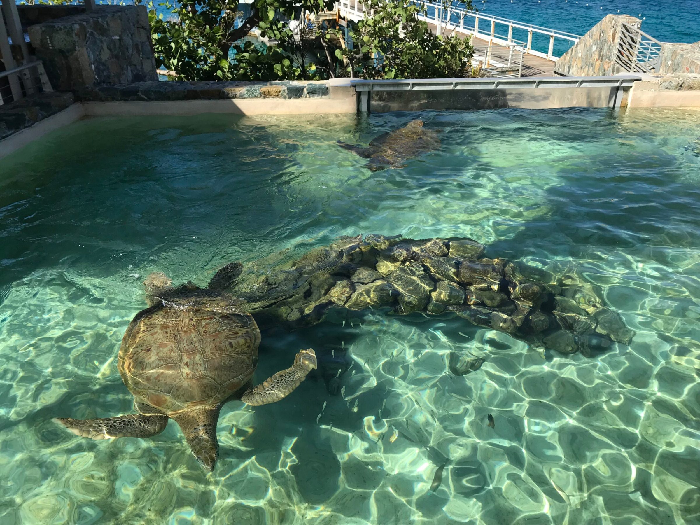 a turtle swimming under water