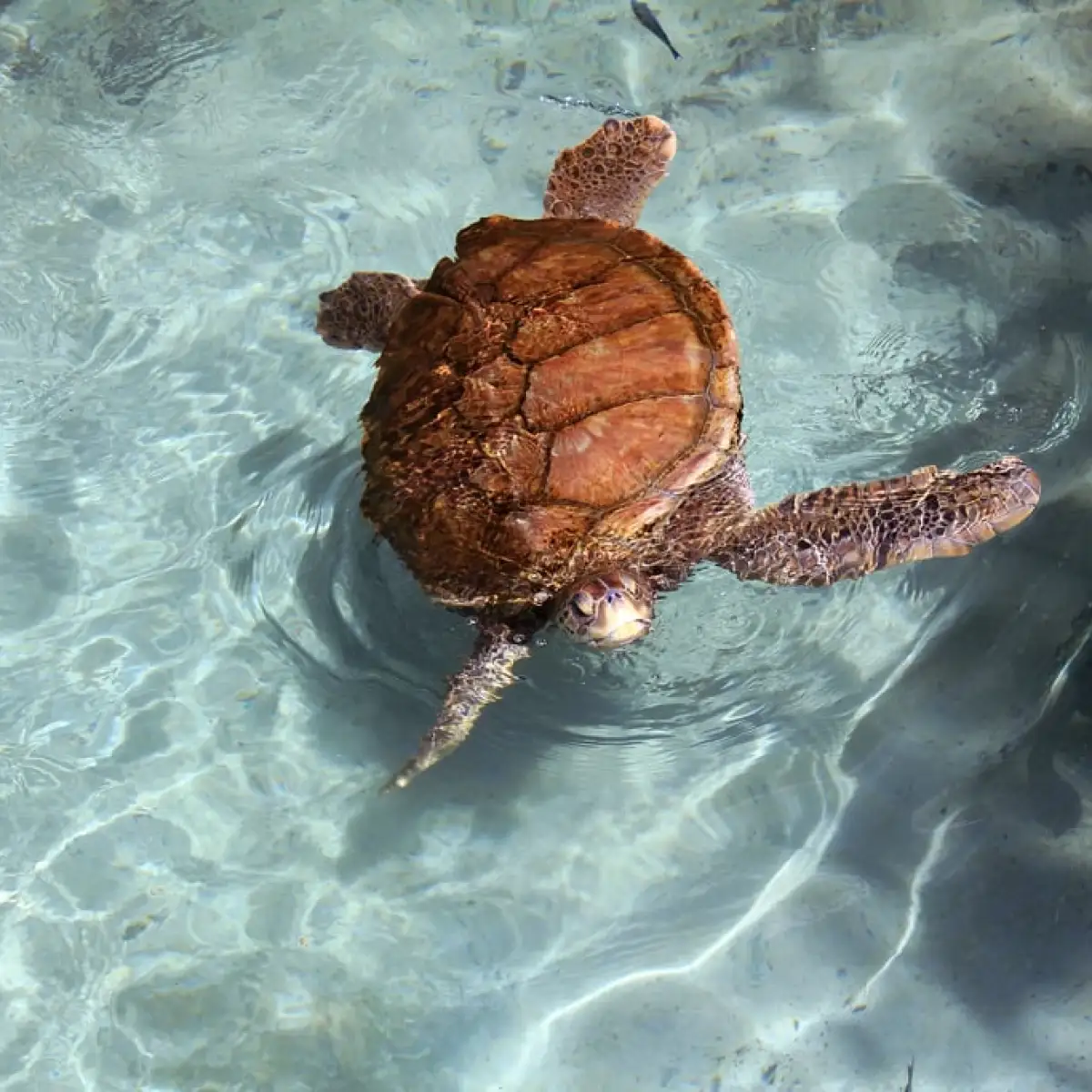 a turtle swimming in the water