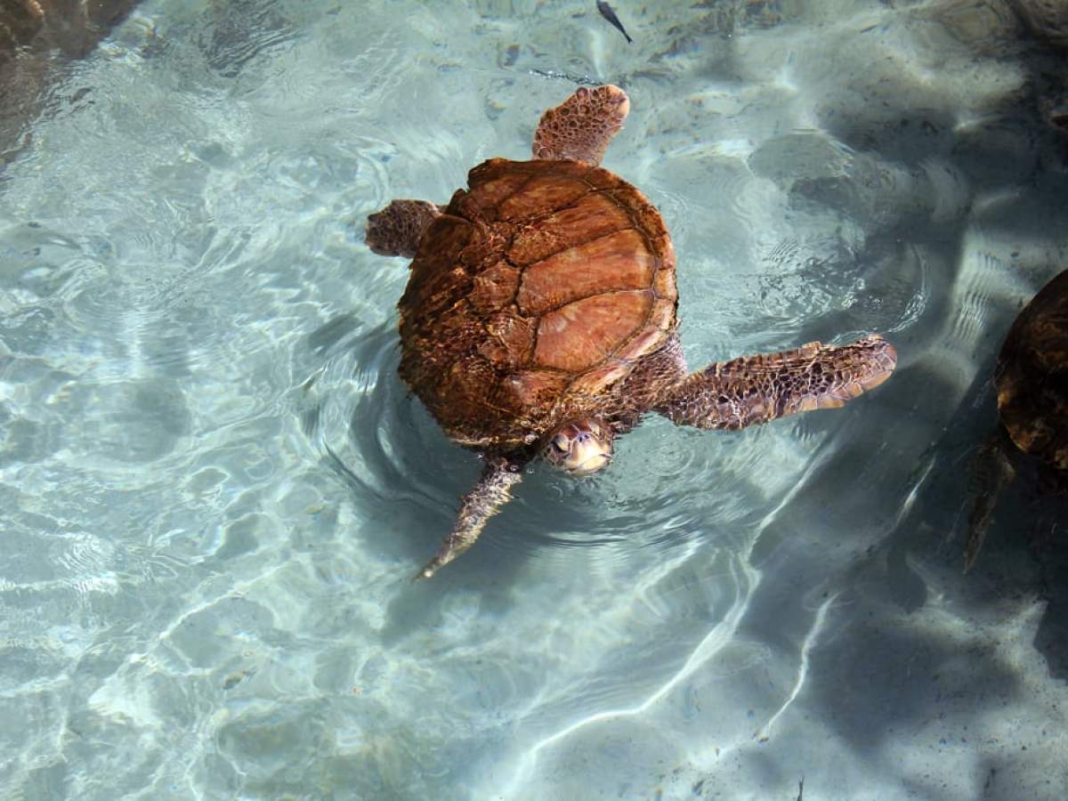 a turtle swimming in the water