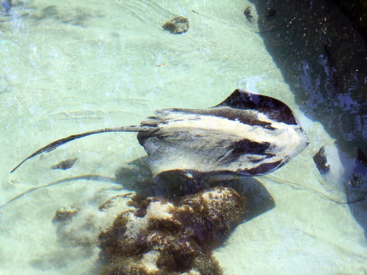 a turtle swimming under water