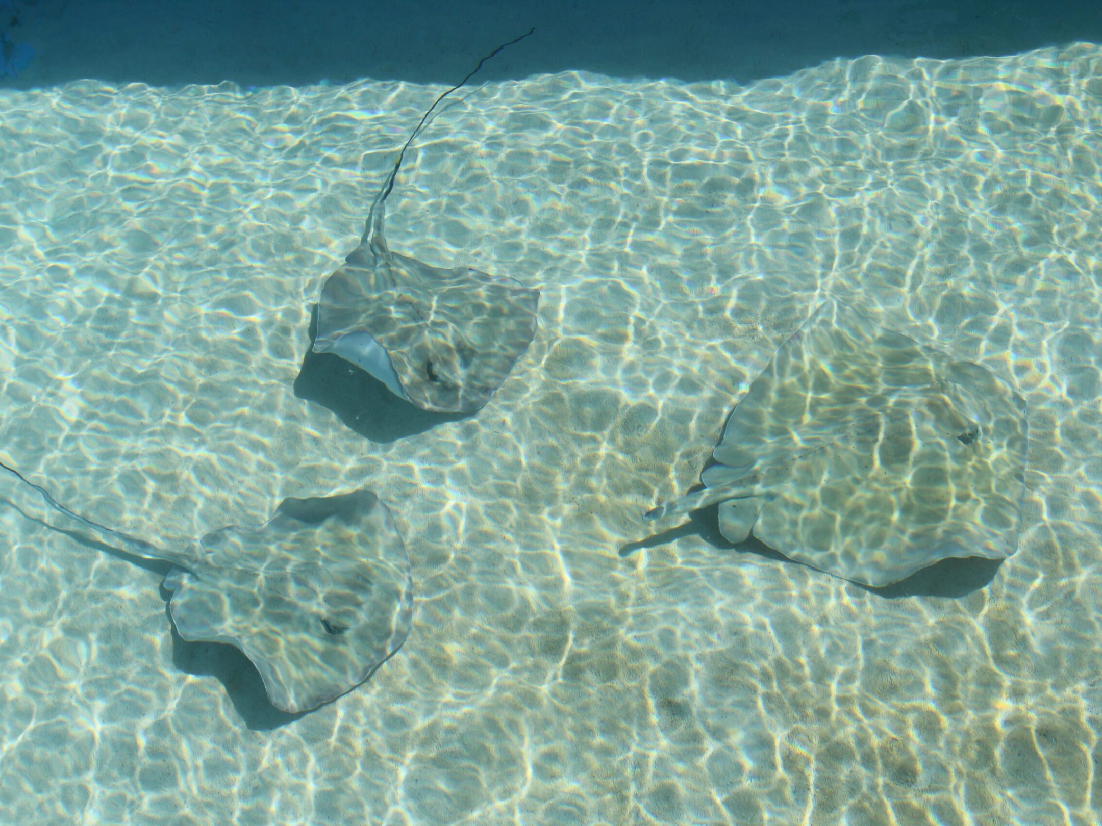 a fish swimming under water